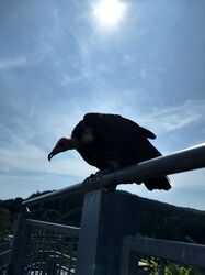 IMG-20180608-WA0002 IMG-20180608-WA0002